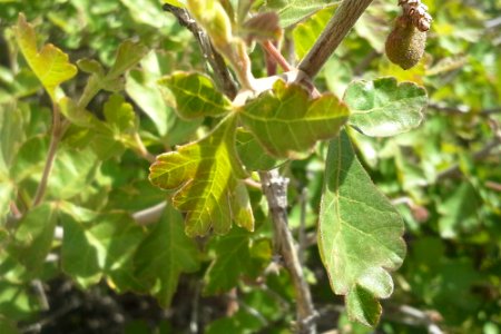 Skunkbush (Rhus trilobata) photo