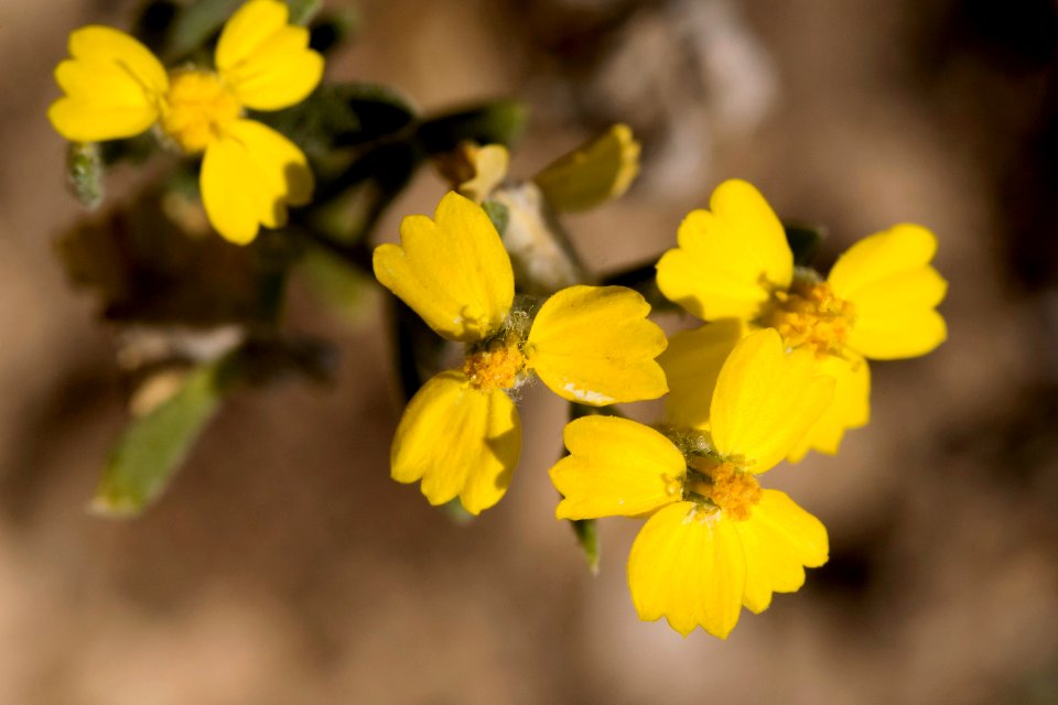 Psilostrophe villosa