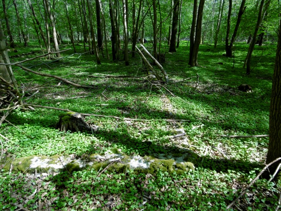P1000029