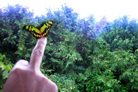 Butterfly landing photo