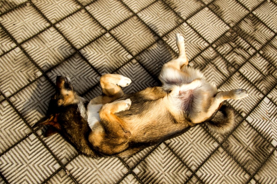 21.05.2019 - Prefeita Paula Mascarenhas realiza o lançamento do Selo Empresa Amiga dos Animais - Foto: Gustavo Vara
