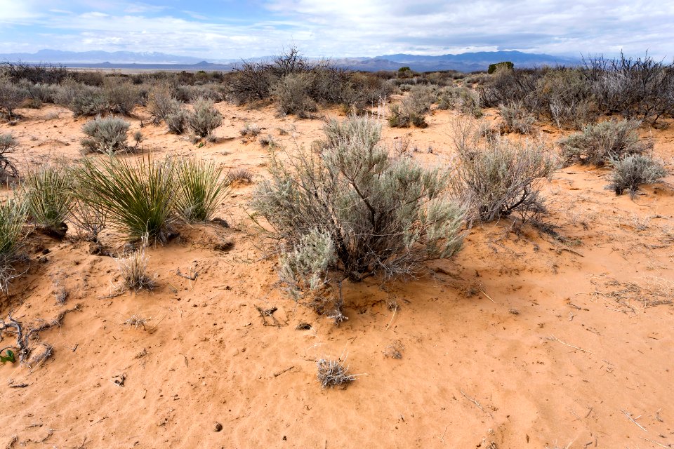 Northern Jornada Plain