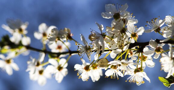 White spring branch