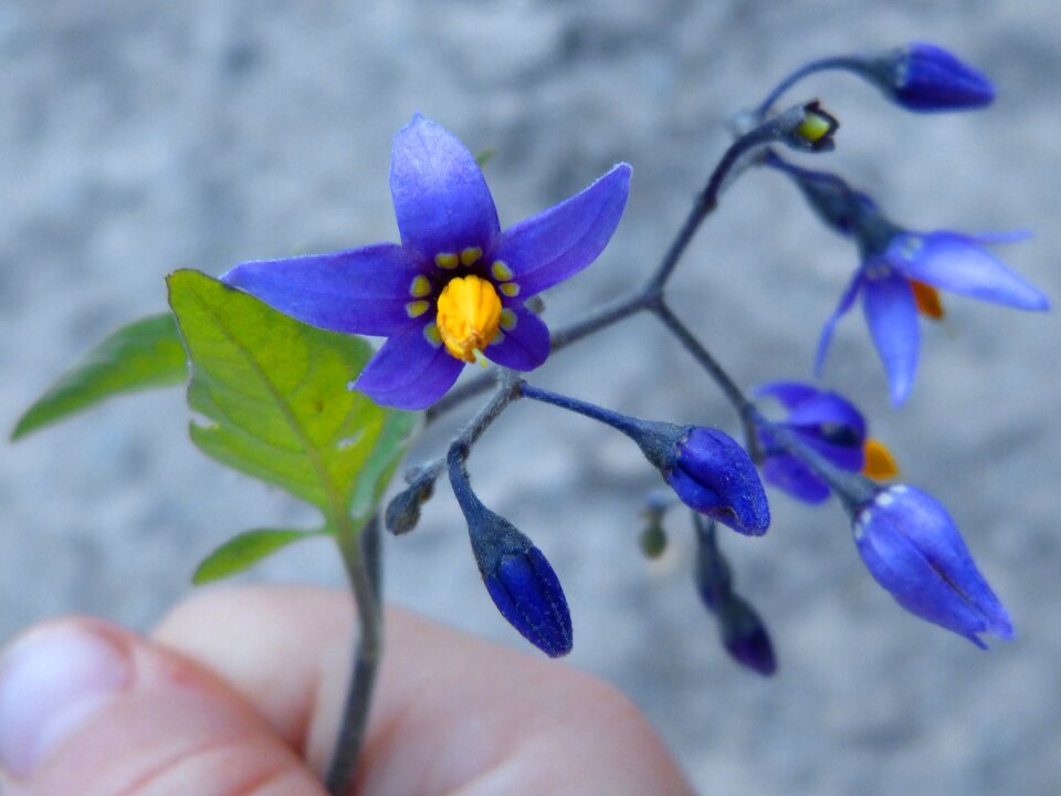 Beauty innocence small