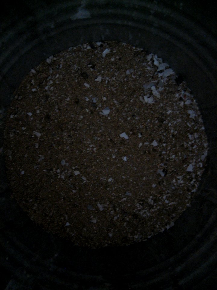 Stone Coal and Paper Ashes NoFlash2