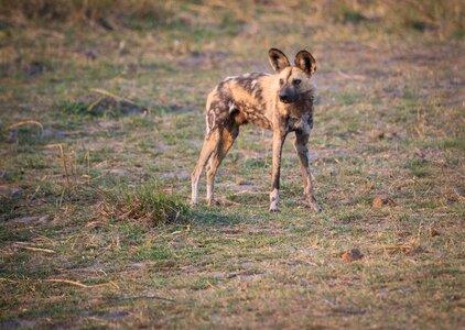 Painted dog cape wild dog botswana
