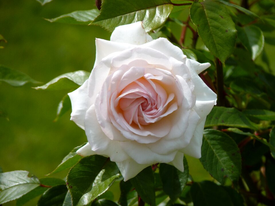 Spiral flower blossom