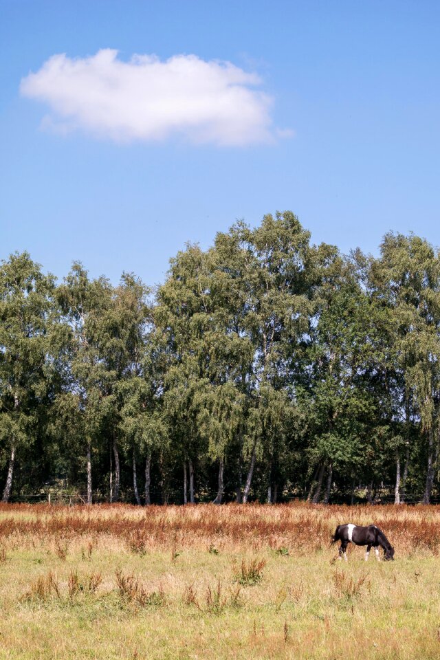 Pasture sky grass