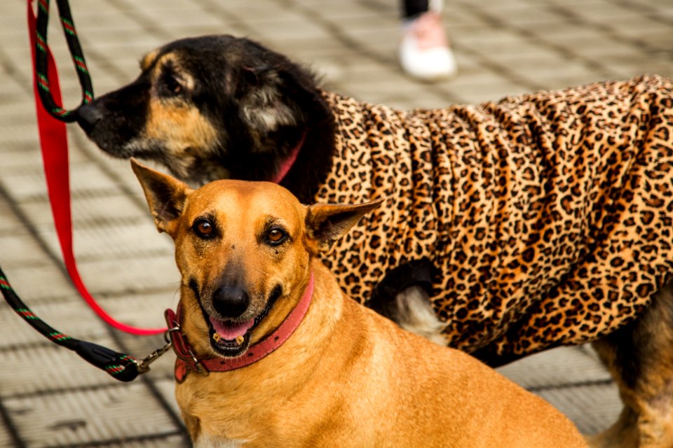 21.05.2019 - Prefeita Paula Mascarenhas realiza o lançamento do Selo Empresa Amiga dos Animais - Foto: Gustavo Vara