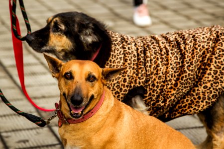 21.05.2019 - Prefeita Paula Mascarenhas realiza o lançamento do Selo Empresa Amiga dos Animais - Foto: Gustavo Vara