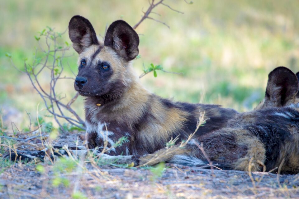 Painted dog cape wild dog botswana