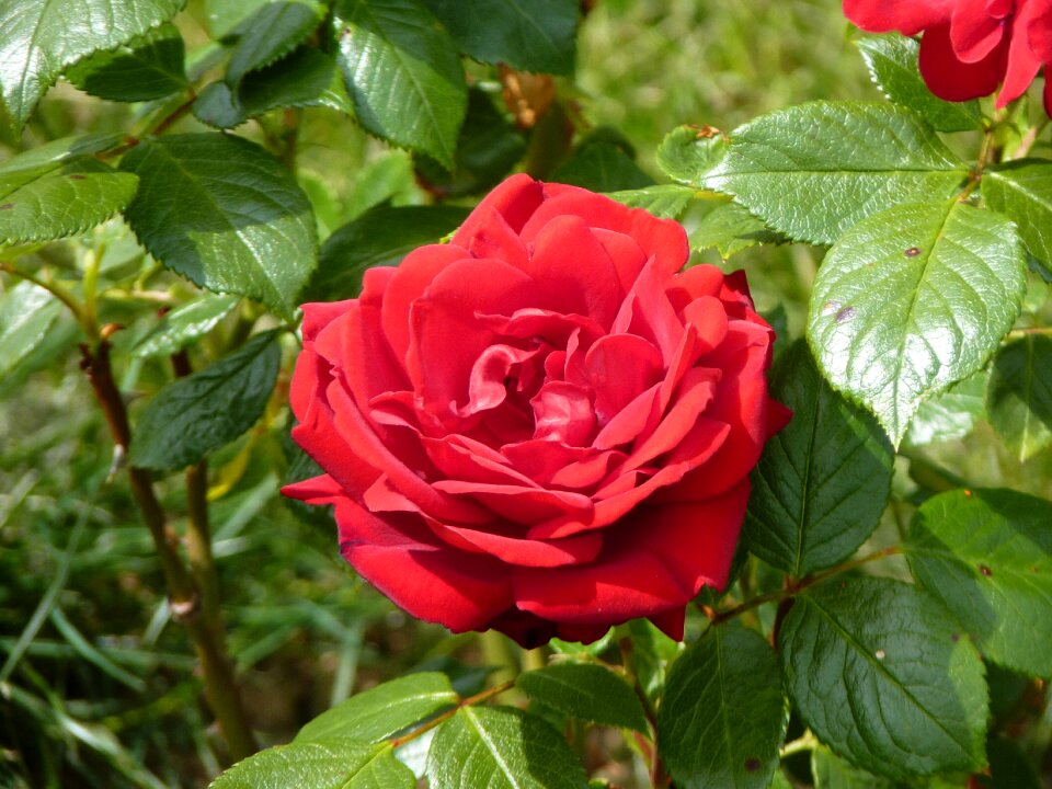 Bloom rose bloom plant