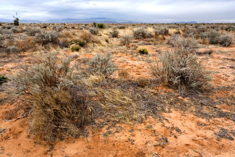 Northern Jornada Plain