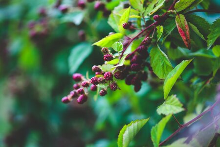 Nature green fruit