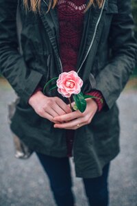 Pink rose holding flower photo