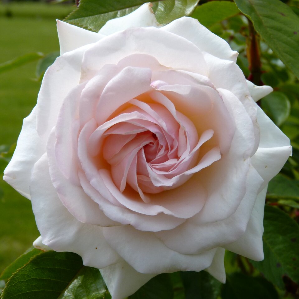 Spiral flower blossom