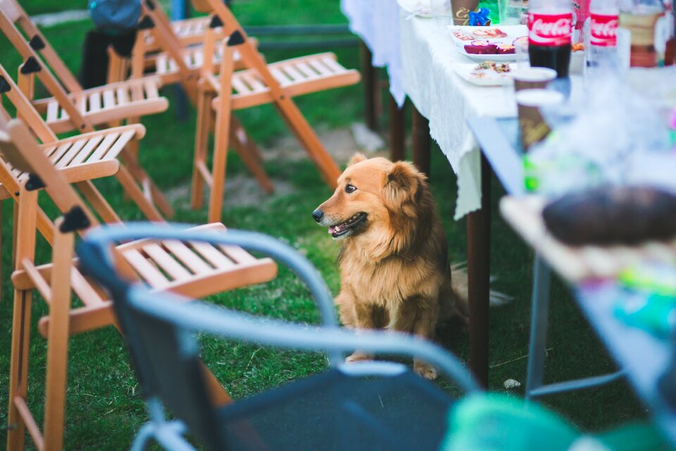 Table under table pet