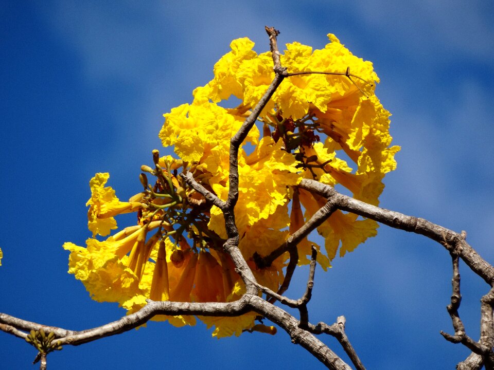 Flowers spring brazilian cerrado