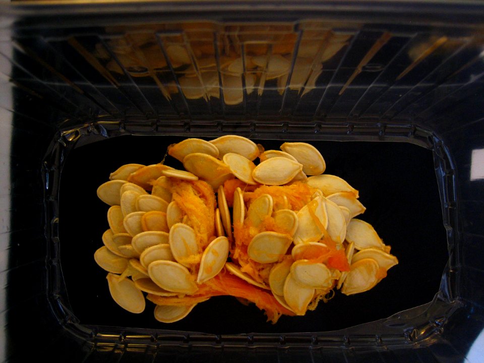 Many pumpkin seeds - macro, no flash, plastic box stabilized #1