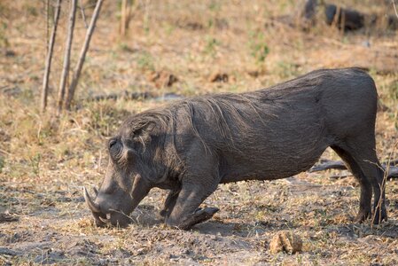 Wildlife africa wild