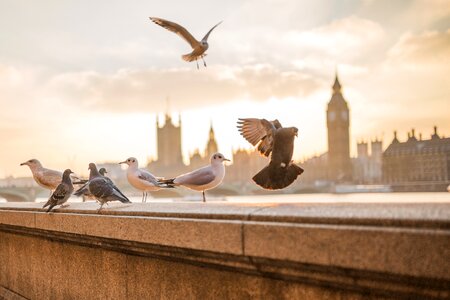 Seagulls doves pigeons photo