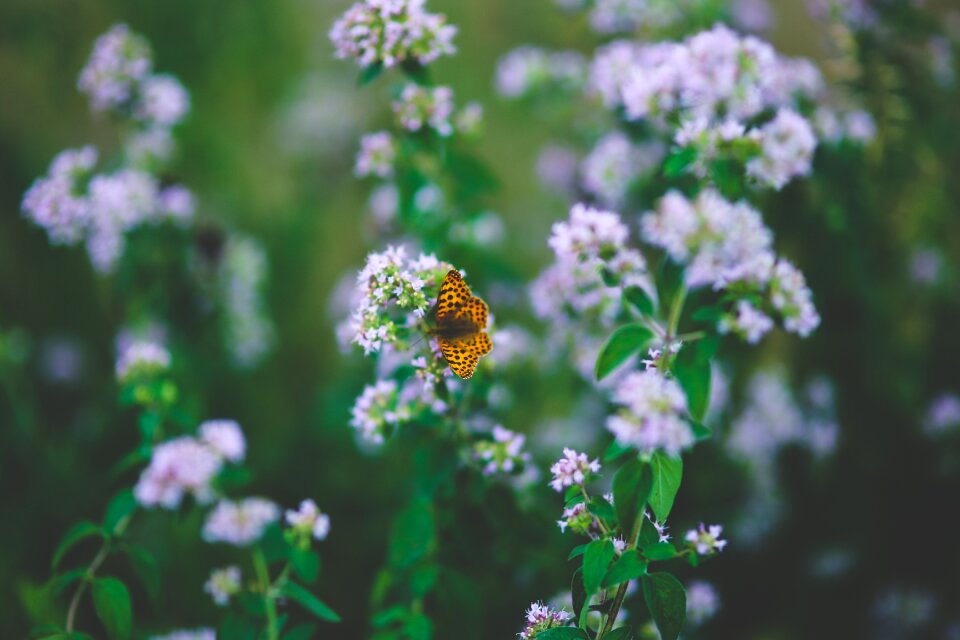 Flower flowers butterfly photo