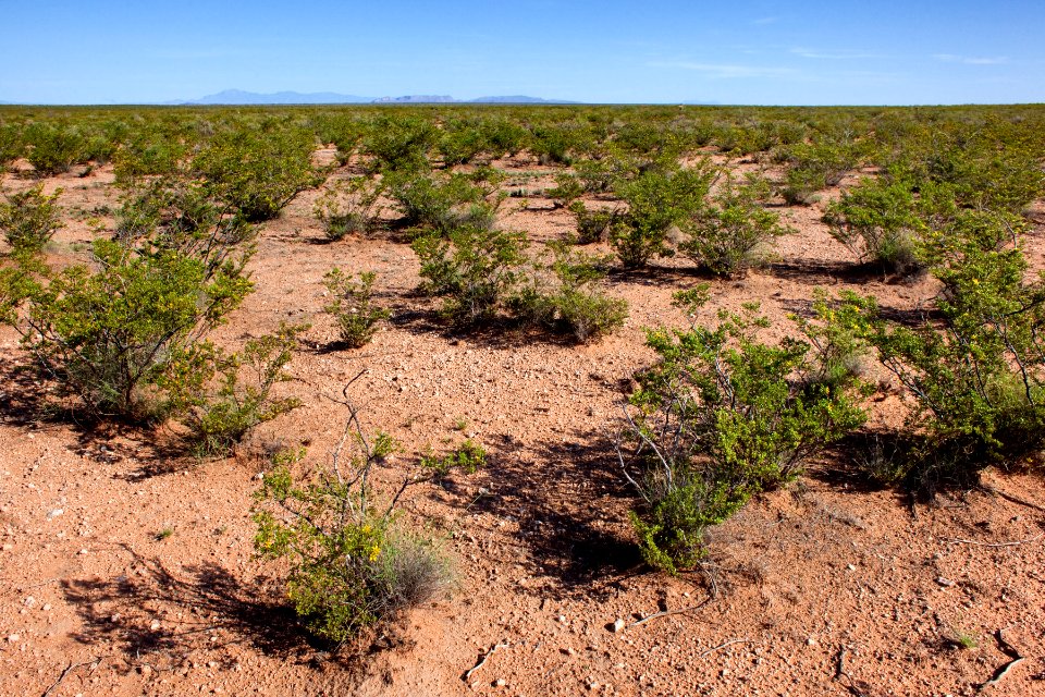 Jornada del Muerto Plain