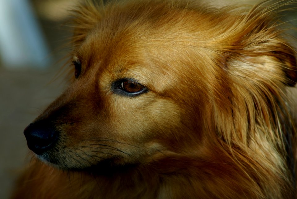 Maxximo Pentax K10d
