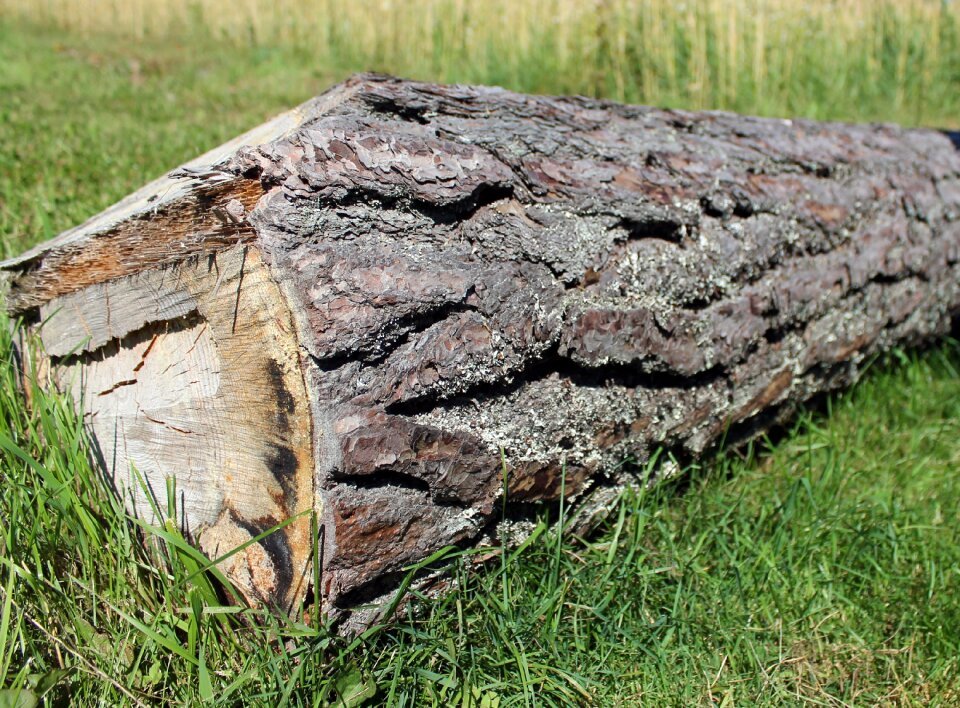 Wood trunk tree photo