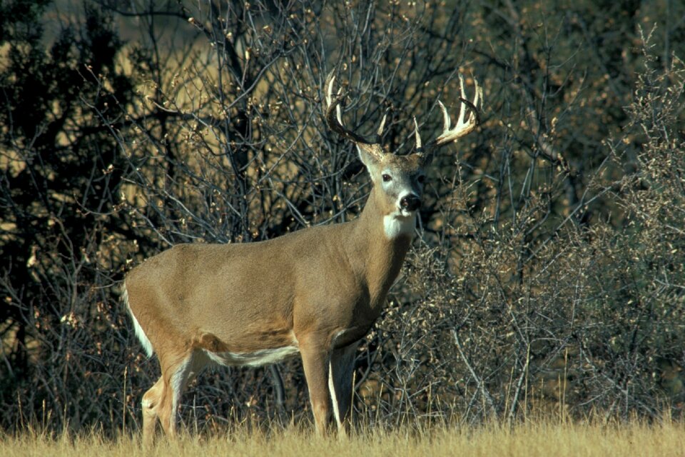 Wild buck antlers photo