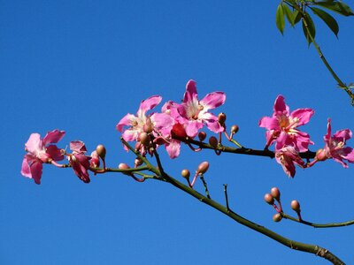 Color pink flower paineira pink