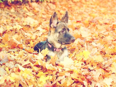 German shepherd dog autumn puppy dog photo