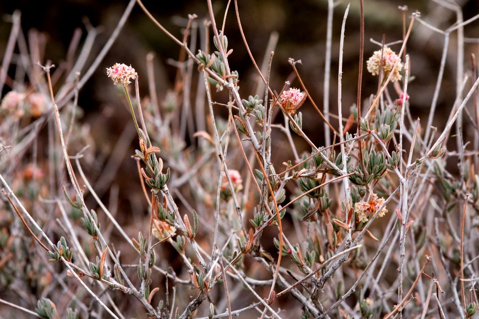 Eriogonum fasciculatum