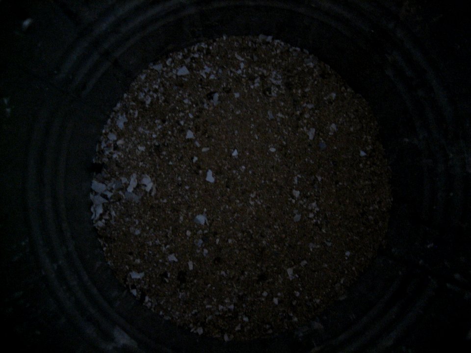 Stone Coal and Paper Ashes NoFlash1