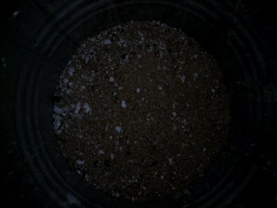 Stone Coal and Paper Ashes NoFlash1