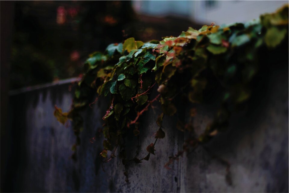 Floral wall creeper