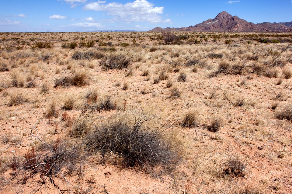North side of NM Hwy. 80 on the west side of the Peloncillo Mountains