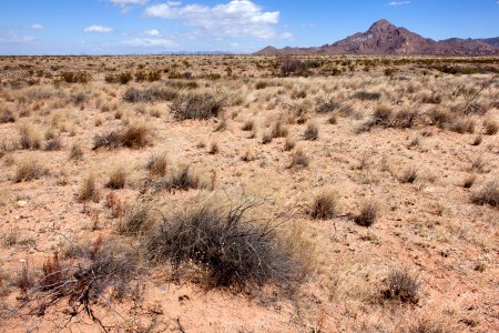 North side of NM Hwy. 80 on the west side of the Peloncillo Mountains