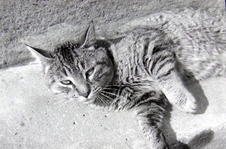 Hardy, 1974