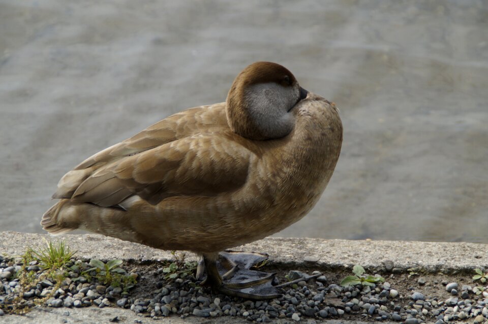 Bird water bird water