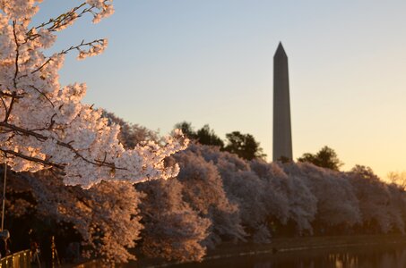 Full bloom blossoms