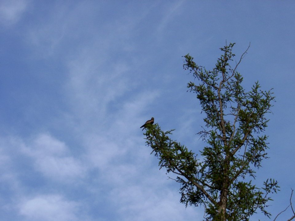 2003 08 10-005