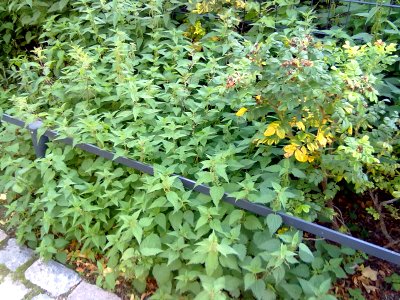 19092010060 Prenzlauer Berg Park Brenessel
