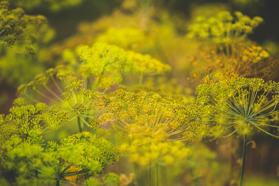 Dill spice spices