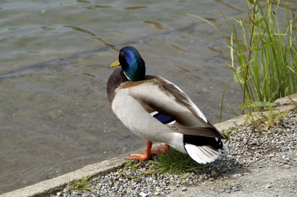 Bird water bird water