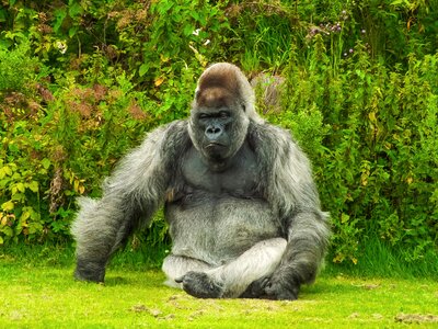 Gorilla animal nature