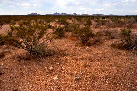 South bajada of the Pyramid Mountains