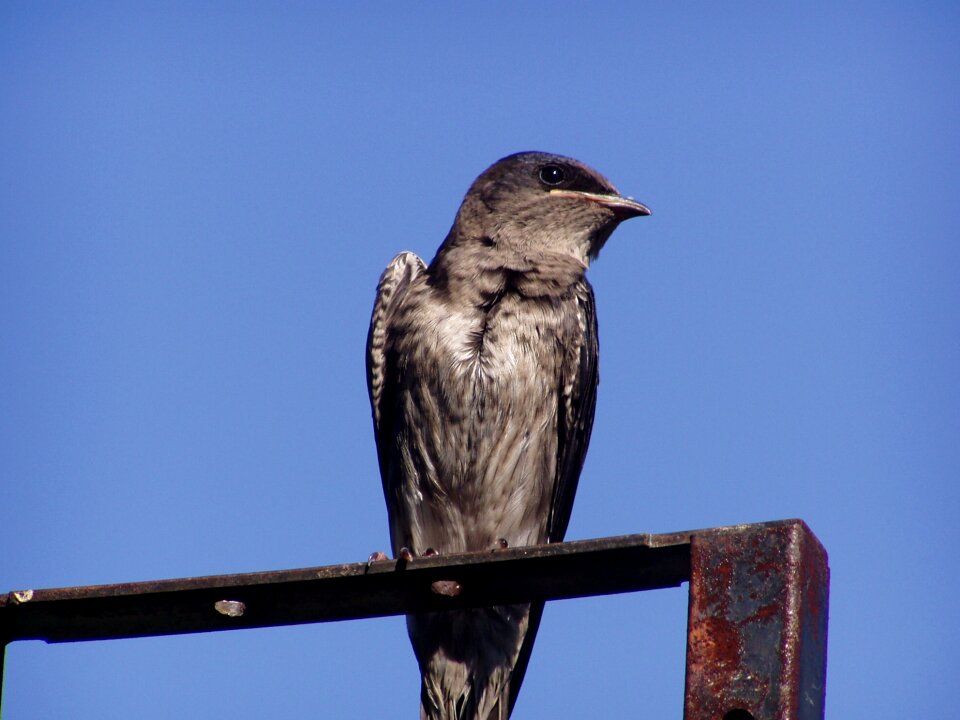 Young nature swallow