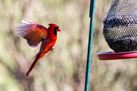 Cardinal photo