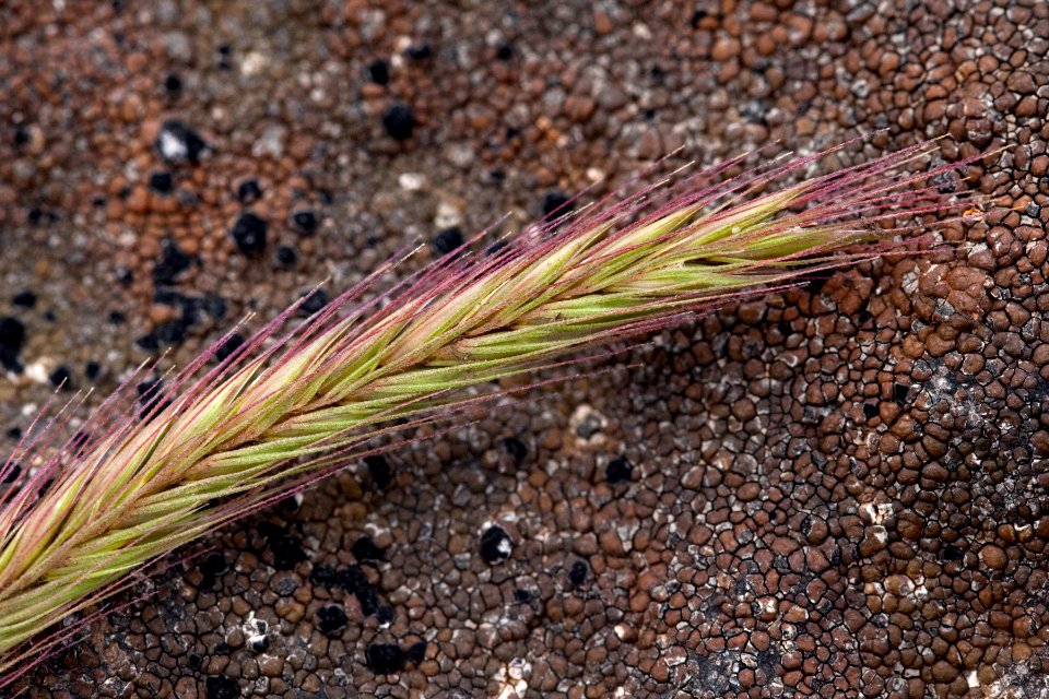 Elymus trachycaulus subsp. subsecundus
